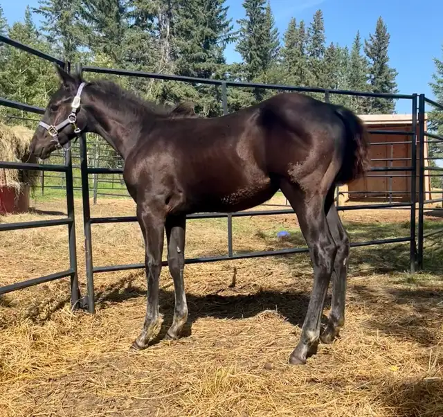 APHA solid black filly