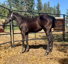 APHA solid black filly