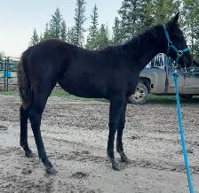 APHA solid black filly - Photo 2