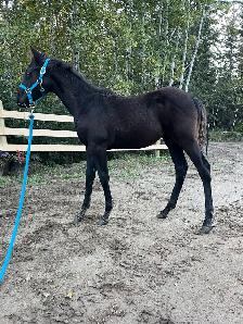 APHA solid black filly - Photo 3