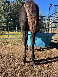 APHA solid black filly - Photo 4