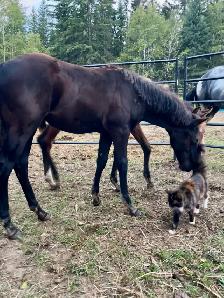 APHA solid black filly - Photo 5