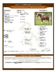 APHA solid black filly - Photo 6