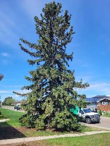 Tree cutting hauling reasonable price 780 884 7800 884 7800
