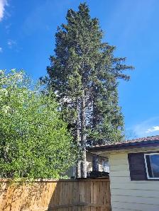 Tree cutting hauling reasonable price 780 884 7800 884 7800 - Photo 2