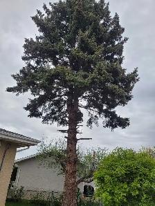 Tree cutting hauling reasonable price 780 884 7800 884 7800 - Photo 3
