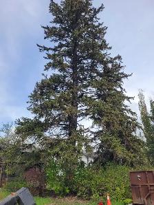 Tree cutting hauling reasonable price 780 884 7800 884 7800 - Photo 4