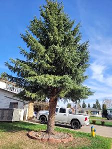 Tree cutting hauling reasonable price 780 884 7800 884 7800 - Photo 5