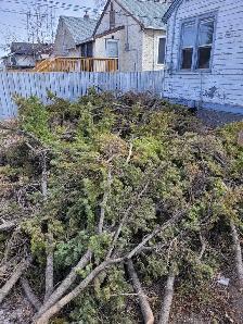Tree cutting hauling reasonable price 780 884 7800 884 7800 - Photo 6