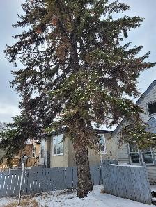 Tree cutting hauling reasonable price 780 884 7800 884 7800 - Photo 7