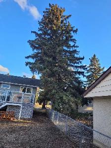 Tree cutting hauling reasonable price 780 884 7800 884 7800 - Photo 8