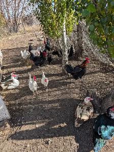 chicken and Ducks for sale
