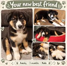 Awesome Auskky puppy ready to go home!