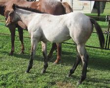 ROAN quarter horses For Sale - Photo 4