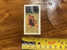 1961 HORNIMANS Tea Trading DOGS CHOW-CHOW Card # 31 !