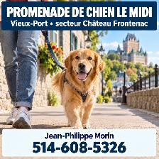 Promenade de chien le midi — Vieux-Port — dès 25 $