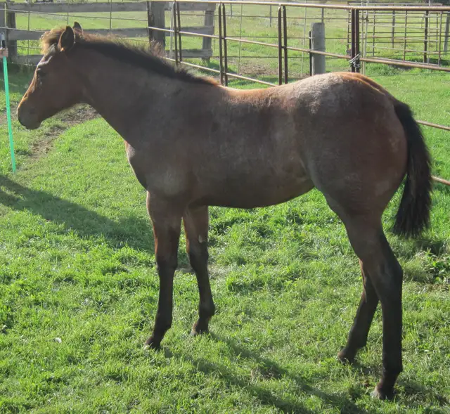 ROAN quarter horses For Sale