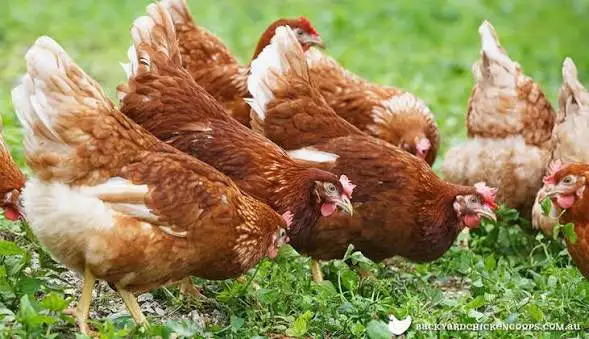laying hens