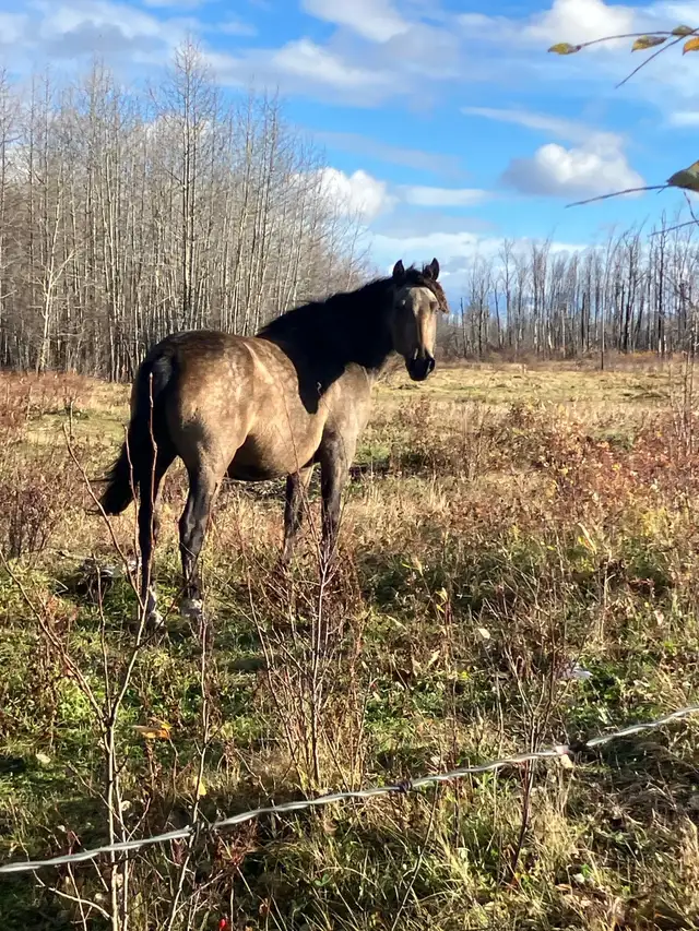 almost  free mares and colts