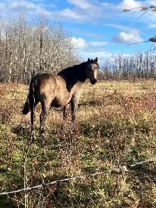 almost  free mares and colts