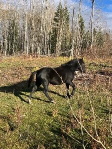almost  free mares and colts - Photo 2