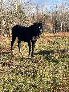 almost  free mares and colts - Photo 3