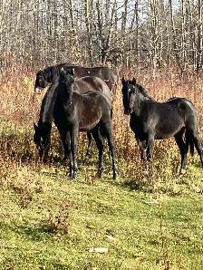 almost  free mares and colts - Photo 4