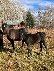 almost  free mares and colts - Photo 5