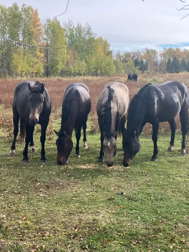 Horses for Sale