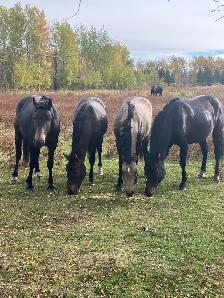 Horses for Sale
