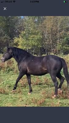 Horses for Sale - Photo 3
