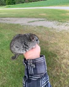 Baby Chinchilla