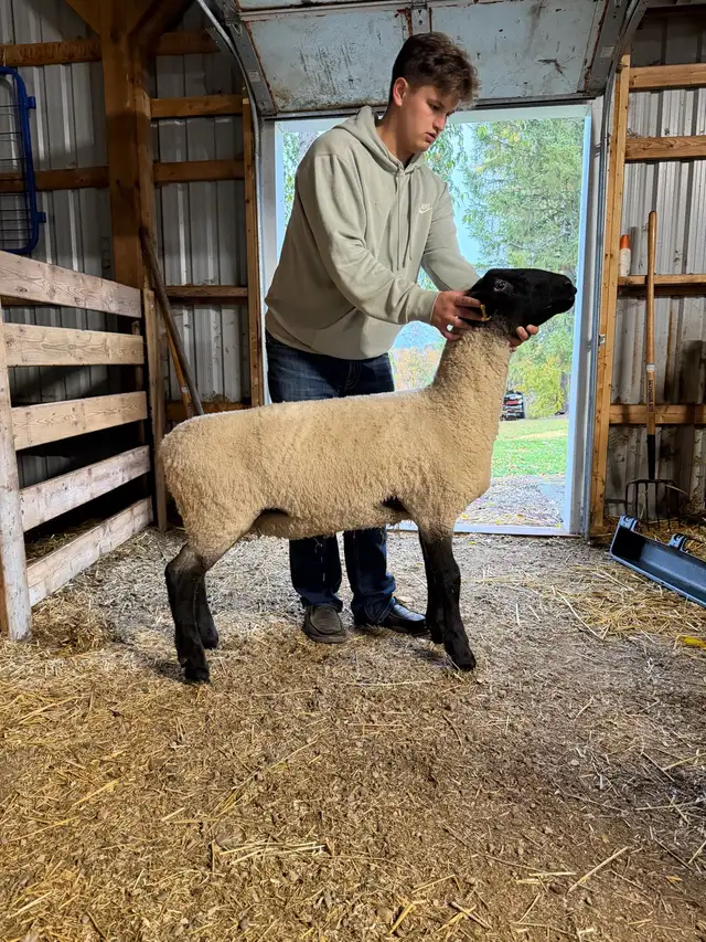 Suffolk ram lamb