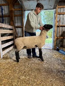 Suffolk ram lamb