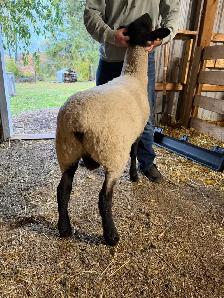 Suffolk ram lamb - Photo 2