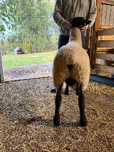 Suffolk ram lamb - Photo 3