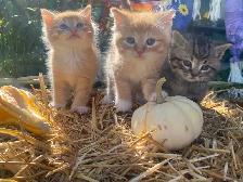 Beautiful Fluffy Kittens! Ready Now! - Photo 6