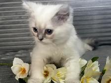 Chatons persans - Photo 8