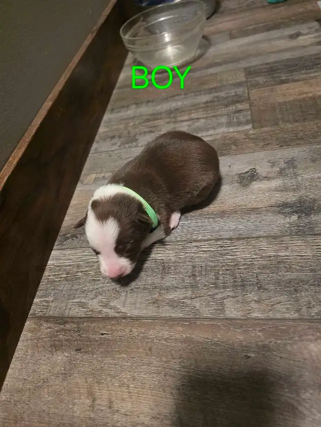 Purebred Boarder Collie Pups