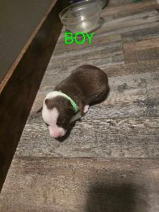 Purebred Boarder Collie Pups