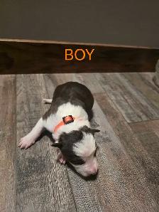 Purebred Boarder Collie Pups - Photo 2