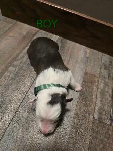 Purebred Boarder Collie Pups - Photo 3