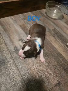Purebred Boarder Collie Pups - Photo 4