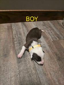 Purebred Boarder Collie Pups - Photo 5