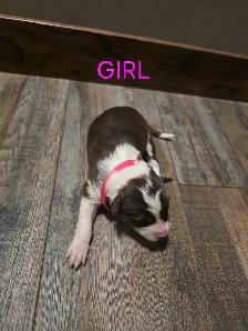 Purebred Boarder Collie Pups - Photo 6