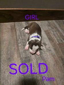 Purebred Boarder Collie Pups - Photo 7