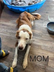 Purebred Boarder Collie Pups - Photo 8