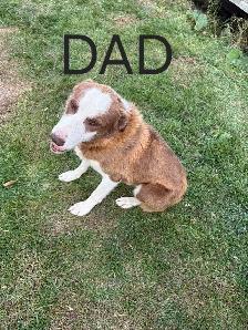 Purebred Boarder Collie Pups - Photo 9