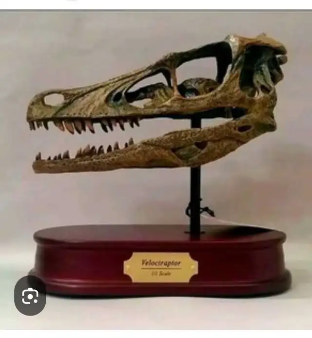 velociraptor skeleton skull