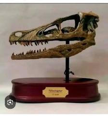 velociraptor skeleton skull